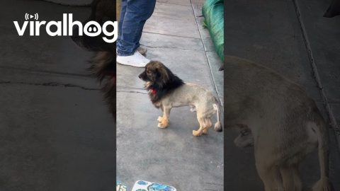 Puppy With A Lion's Haircut || ViralHog