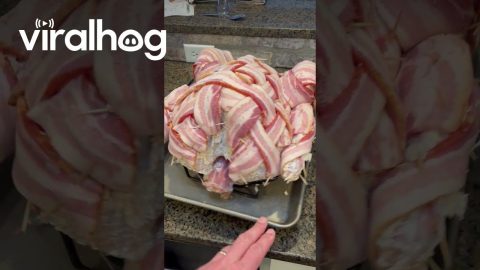 Bacon-Wrapped Turkey || ViralHog
