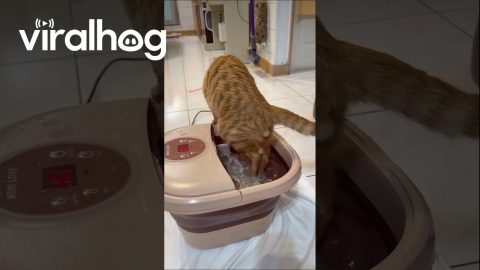 Pampered Pet Tabby Cat Enjoys Dipping Paws Into Foot Spa || ViralHog