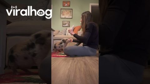Tiny Pig Practicing His Best Tricks || ViralHog