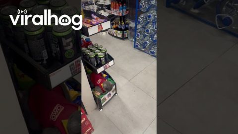Cat With Oxxo’s Uniform || ViralHog
