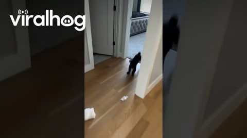 Tiny Toy Poodle Zoomies for TP || ViralHog