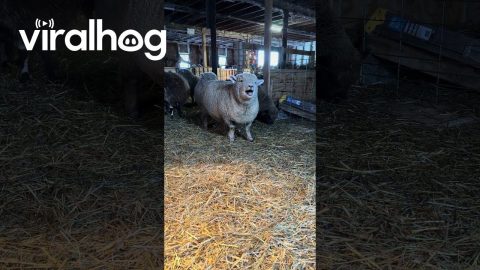 This Sheep Has Something to Say || ViralHog