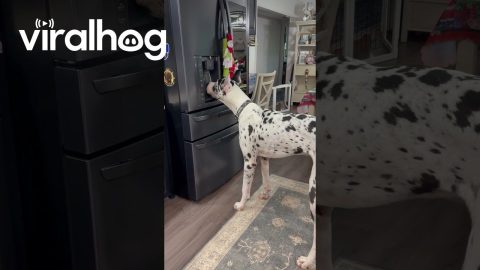 Great Dane's Self-Serve Ice Machine || ViralHog