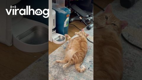 Orange Cat Withering Away by Automatic Feeder || ViralHog