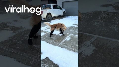 Dogs Aren't Fans Of Winter Suspenders || ViralHog