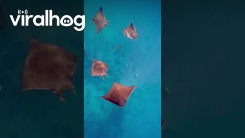 Giant School of Mobula Rays || ViralHog