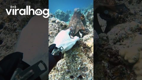 Hand Shake With an Octopus || ViralHog