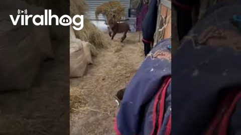 Baby Donkey Zoomies || ViralHog