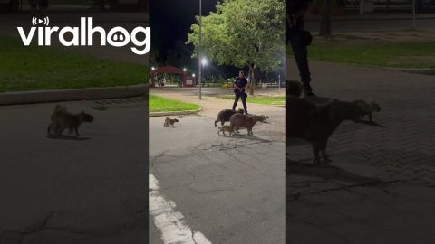 Police Officers Help Capybara Family Cross the Street || ViralHog