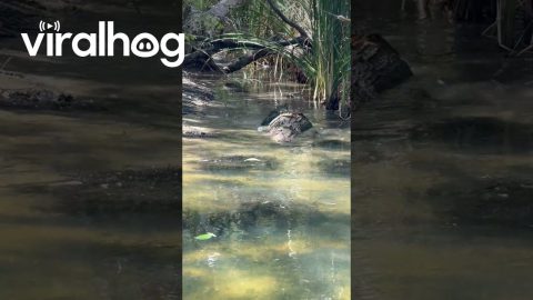 Fairly Decent Sized Saltwater Crocodile || ViralHog