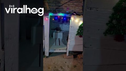 Dog's House Gets Christmas Decorations Too || ViralHog