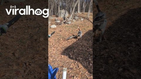 Heeler Rounds Up Fallen Leaves || ViralHog