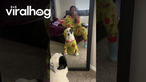 Dog Not Excited to Match Pajamas with Mom || ViralHog