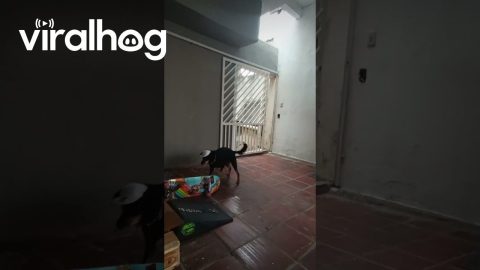 Teaching A Dog To Skateboard Ramps || ViralHog