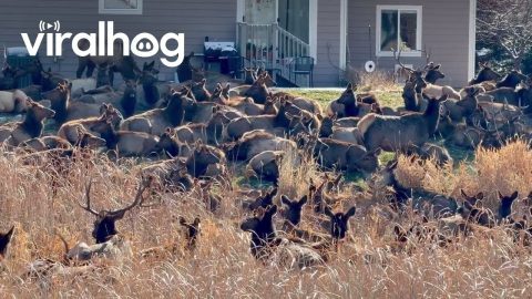 Elk Herd Crowd Loveland Backyards || ViralHog