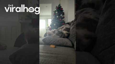Cockapoo Doesn't Trust That Nugget || ViralHog