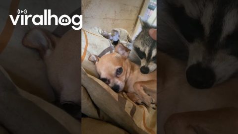 Orphaned Raccoon and Chihuahua Become Sisters || ViralHog