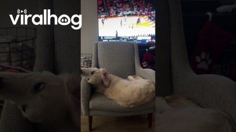 Playful Golden Falls Off Chair Onto Sleeping Husky || ViralHog