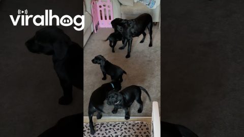 Funny Mama Labrador With Her Babies || ViralHog