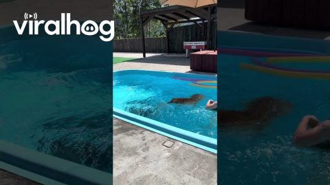 Mischievous Golden Retriever Nips Foot and Plays Dumb || ViralHog