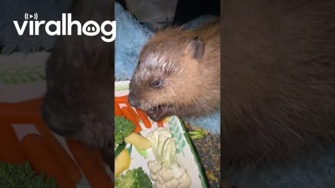 Baby Beaver Munches On Fruits And Veggies || ViralHog