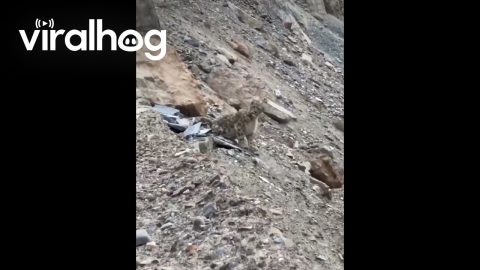 Driver Encounters Rare Snow Leopard on Chinese Mountain Road || ViralHog