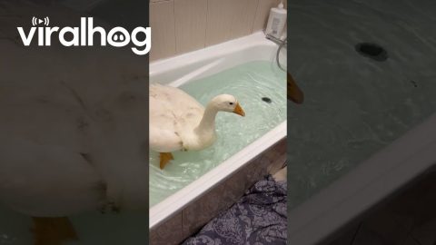 Goose Creates Bathtime Chaos || ViralHog