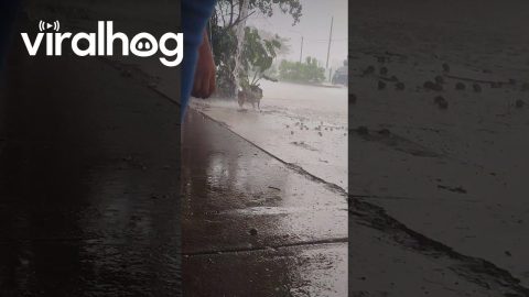 Happy Pup Plays In Rainwater Runoff || ViralHog