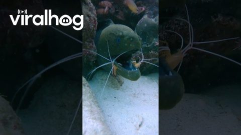 Brave Shrimp Dentists || ViralHog