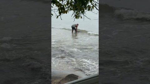 Man Saving a Beached Baby Dolphin While on Holiday || ViralHog