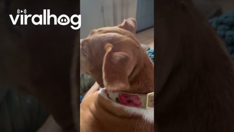 Dog Attempting to Break My Bracelet || ViralHog