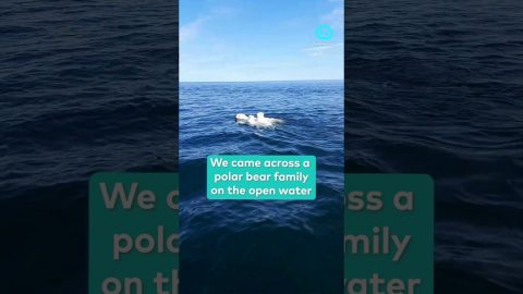 Boaters Cross Paths With Polar Bear and Her Cubs || ViralHog Shorts