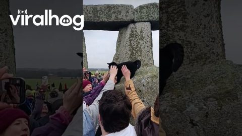 Bastet the Egyptian Cat God Visited Stonehenge at the Winter Solstice 2025 || ViralHog