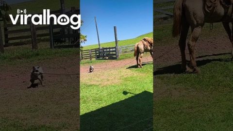 Heeler Pup Takes Horse On A Walk || ViralHog