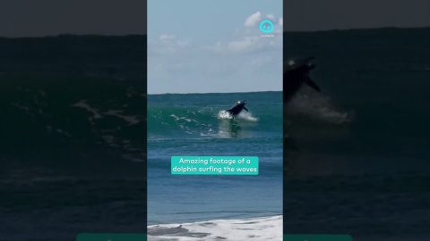 Wild Dolphin Surfs Wave || ViralHog Shorts