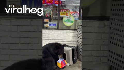 Bear Finds Happy Meal in Garbage || ViralHog