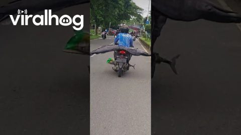 Giant Fish Strapped To Motorbike Seat || ViralHog