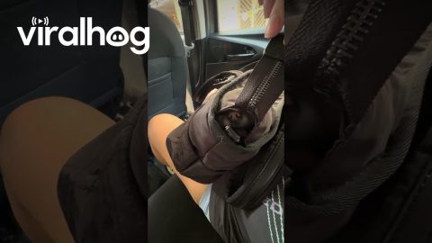 Sneaky Chihuahua Hides In Bag During Rideshare || ViralHog