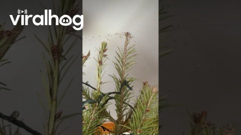 When Your Christmas Tree Hatches Spiders || ViralHog