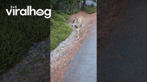 Deer Follows Cat and Owner || ViralHog
