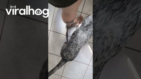 When Your Dog Won't Leave The Construction Workers Alone || ViralHog