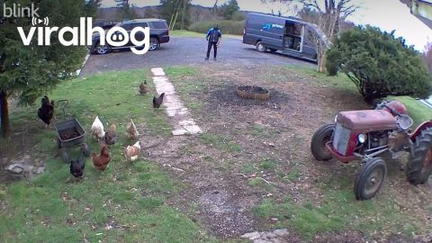 Delivery Driver Confronted by Chicken Army || ViralHog