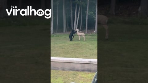 Black Bear Breaks Deer Decoy || ViralHog