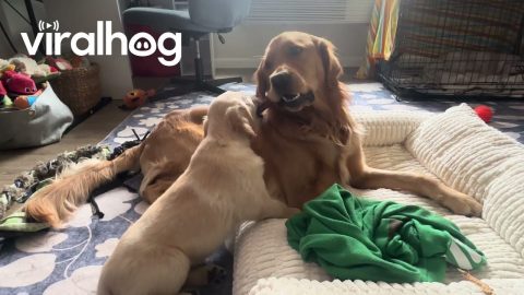 Golden Retriever Shares Bully Stick With New Sister || ViralHog