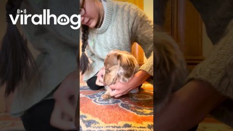 Dachshund Puppy Gets Ready for a Snowy Day || ViralHog