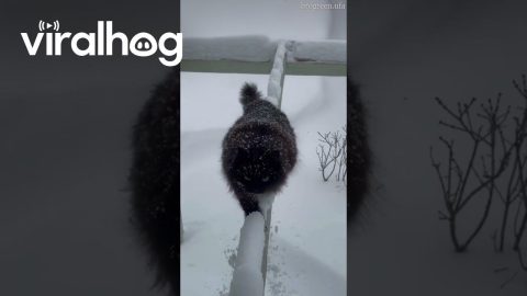 Cat Climbs Snowy Structure To Get Inside || ViralHog