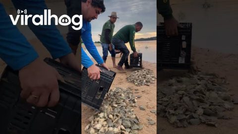 Releasing Baby Turtles After Annual Count for Conservation || ViralHog