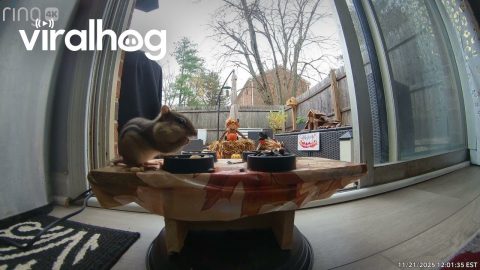 Chipmunk Joins Homeowner For Breakfast || ViralHog