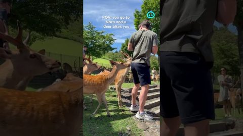 Nara Deer Nibbles At Man's Back Pocket || ViralHog Shorts
